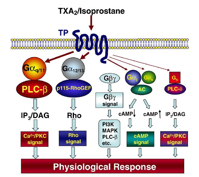 "Signal Transduction is a Pain 1. Pain is a complex process. 2. Signal transduction pathways play a key role in it. 3.