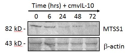 cmvil- 10 induces changes in cell adhesion genes Cell Adhesion Panel