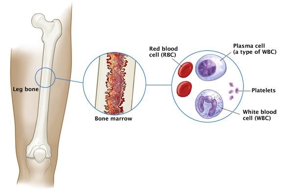 infection Latency in bone marrow Virus