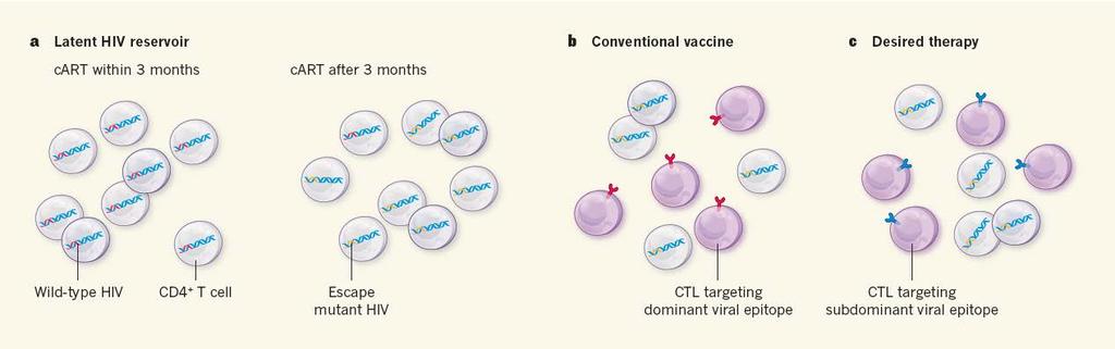 CTL recognition following latency reversal Requirement for therapeutic