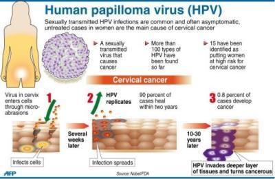 Human papillomavirus DNA virus from the papillomavirus family over 150 types are known More than 40 types are transmitted through sexual contact and infect the anus and genitals.