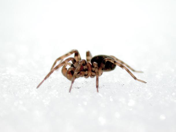 Many spiders are resistant to cold. You can often see them running about on the snow.