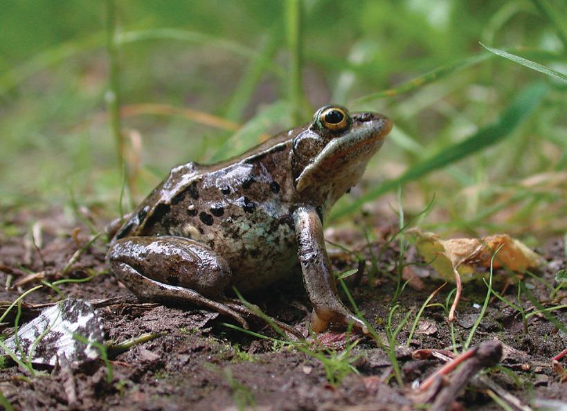 In winter wood frogs can freeze for months, with no heartbeat, circulation, breathing, or muscle movement. Come spring, the frogs thaw and come back to life.
