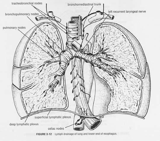 Slide 18 Lung -- CS Lymph Nodes 60 10 20 20 60 60 Lymph Nodes 100 Same side Hilar, bronchial, peribronchial, intrapulmonary 200 Same side Subcarinal, mediastinal, others 500 Regional LN, NOS 600