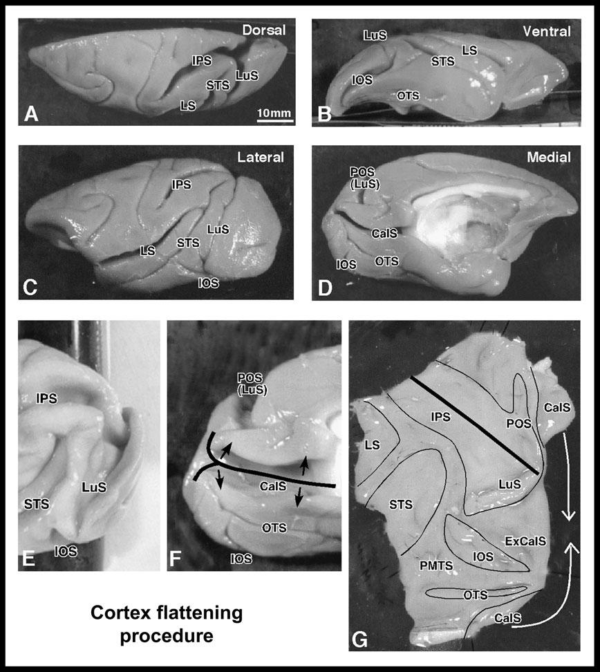Figure 2. Cortex flattening procedure. (A--D) Dorsal, ventral, lateral and medial views of the left hemisphere with marked sulci.