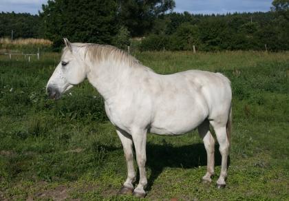 Equine Metabolic Syndrome and Obesity By Marielle St-Laurent, DVM - Posted: June 21, 2012 to HorseJournals.