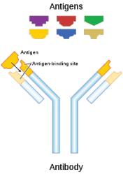 substance (antigen) Antibodies bind to the antigen responsible for their production
