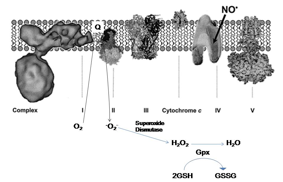 defending against infectious agents and in the generation of cell signals (Bergamini et al., 2004). Figure 4- Electron Transport Chain of the mitochondria.