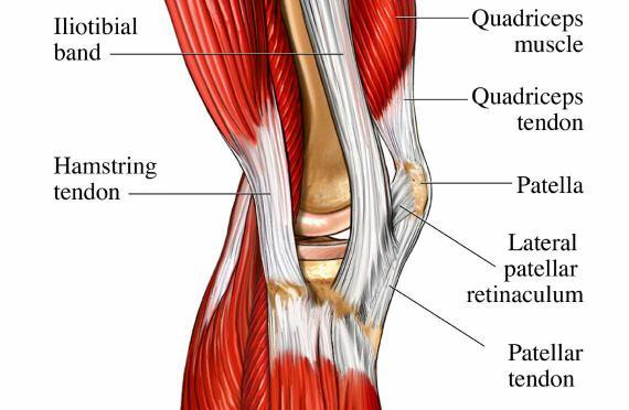 The Knee Joint The knee joint is one of the most complex joints in the human body, and is designed to provide mobility and stability.