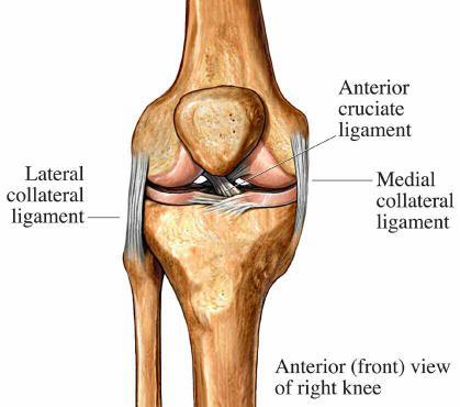 It is not, however, a true hinge joint, as it also allow for rotation of the tibia (the shin bone).