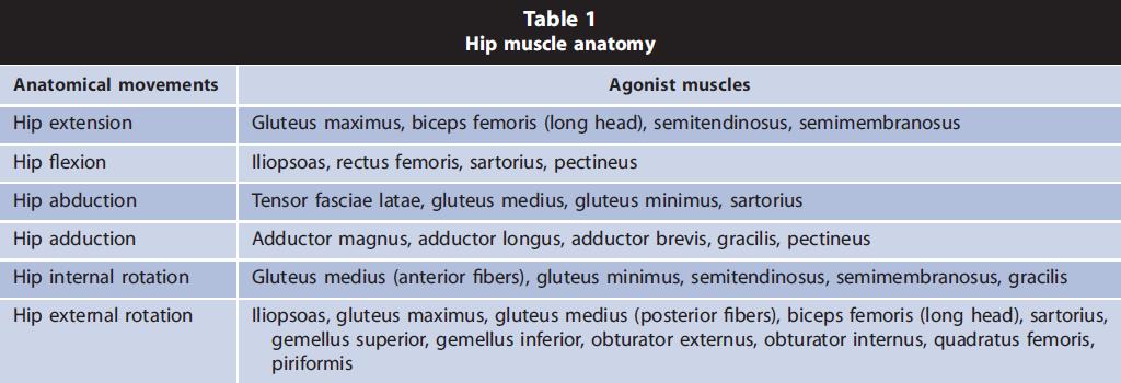 Muscle Groups of the Hip Apart from being a strong hip extensor, the gluteus maximus is the most