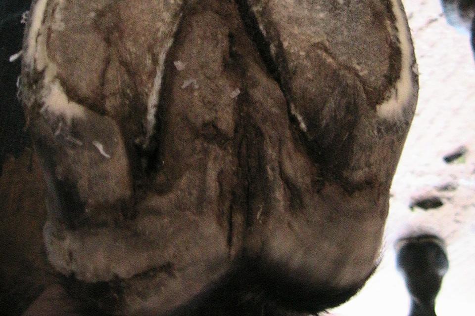 This is an indicator that the foot is thickening where the abscess has undermined the horn.
