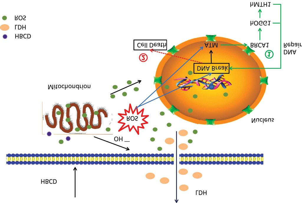 (A), (B), (C), and (D) DNA damages to HBL-100 cells exposed to HBCD with