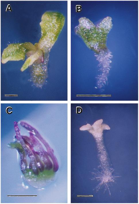 3242 B. W. Schwartz, E. C. Yeung and D. W. Meinke required for normal vegetative development. As with sus2 embryos, sus3 embryos were sensitive to desiccation.