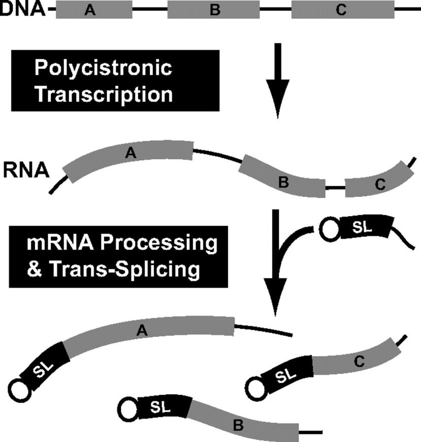 The spliced leader RNA: a novel molecular target - Trypanozoon RNA sequence of 39 bp - Chimera with all mrna in the cell - Added to each mrna during trans-splicing - mrna