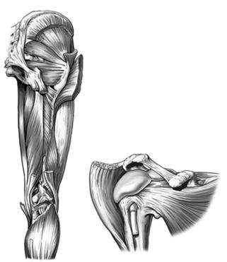 Development of Functional Joint Centration Position