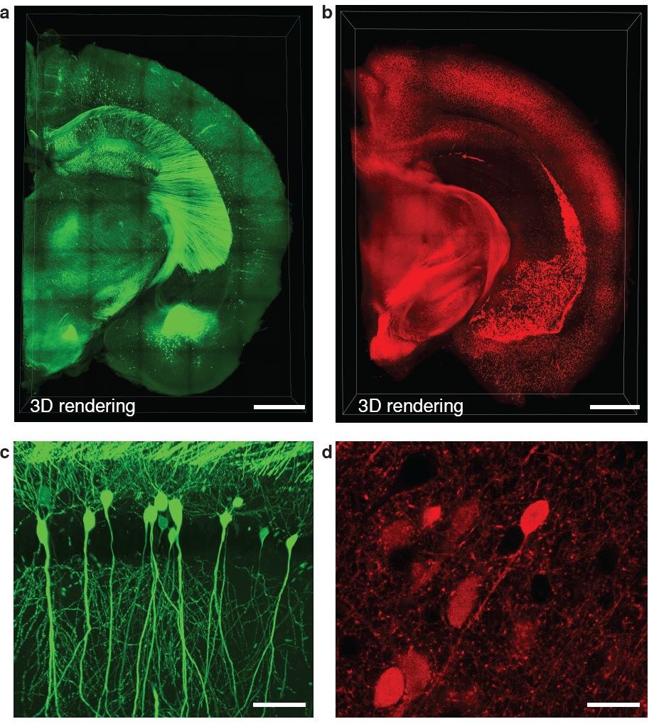 SUPPLEMENTARY INFORMATION doi:10.1038/nature12107 Supplementary Figure 1. CLARITY preserves GFP and TdTomato signals.