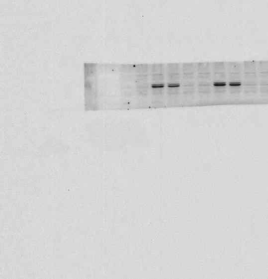 k. E. BMOL cells were pretreated with MEK inhibitor UO126 (1 µm) for 3 minutes, followed by treatment with disulfide HMGB1 (.5 µg/ml) and analysis of Cd133 mrna by qpcr. F.
