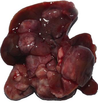 Livers were photographed (F) and tumor number, size and