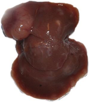 Δh Hmgb1 Δhep 2 155 1 5 5 Liver Body Ratio (%) Liver Body