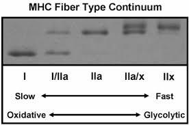 Fiber Types 101 Type I Endurance related ~50% of fibers in an average muscle Peak tension in 110 ms (slow twitch) Type II Strength related Peak tension in 50 ms (fast twitch) Type IIa (~25% of fibers