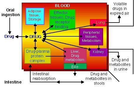 Complex picture of drug interactions in the body. It gives an idea of the complexity of drug disposition.