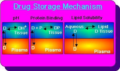 Distribution mechanisms. Methods by which drug is kept in the body for extended action.