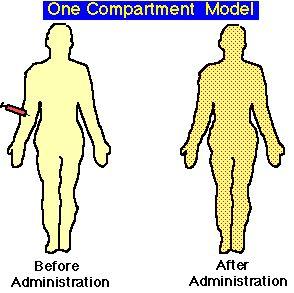 Body before and after a rapid intravenous injection, considering the body to behave as a single compartment.