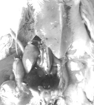A B C D Fig.17.15. Photograph of bursa of Fabricious showing atrophy and fibrosis (A. Normal, B.C. and D. progressive atrophic changes ) Fig.17.14.