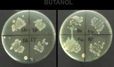 The antimicrobial screening shows inhibition effect of the ethanol extract and ethyl acetate fraction.