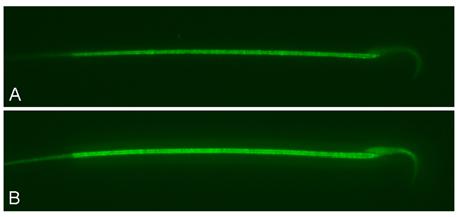 shows a rat sperm loaded with Fluo 4 AM before and after incubation in calcium ionophore A23187. The increase in calcium-dependent fluorescence is readily evident. D. EXPERIMENTAL DESIGN AND METHODS.