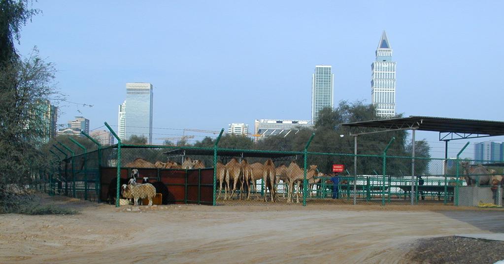 Are Dromedary Camels Susceptible or Non-Susceptible to Foot-and-Mouth Disease Serotype O Experiment 1 Virus: FMDV O UAE 542-99 (WRL O UAE 7/99) isolated in Dubai from minor