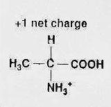 pka Table for amino acids: * First column (pka 1 ) = COOH * Second column (pka 2 ) = NH 3 + * Third column (pka R ) = R group H + AMINO ACIDS AS WEAK ACIDS: Properties of amino