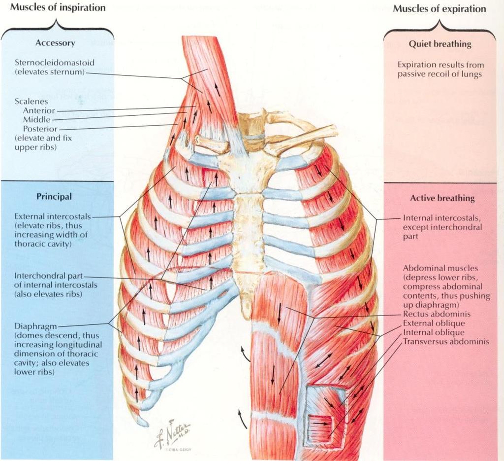 Respiratory Muscles Inspiratory: muscles increase thoracic