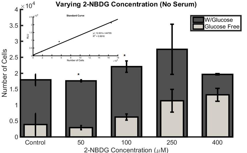 10 2-NBDG Concentration vs. Cell Viability Study: 4T07 cell viability was evaluated for varying 2-NBDG concentrations (0µM, 50µM, 100µM, 250µM, 400µM) in the absence of serum.