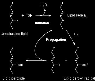 Lipid Peroxidation Lipid peroxidation a free radical chain reaction Free radical Lipid