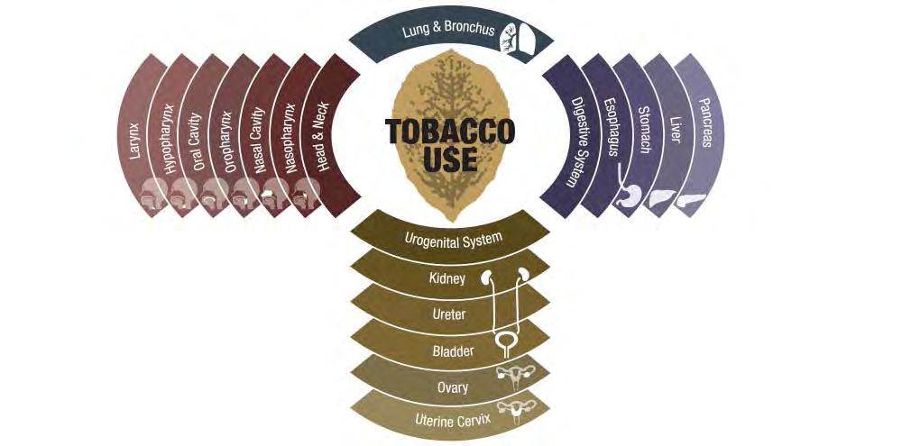 Tobacco causes 18 types of cancer! 171,000: The estimated number of U.S.
