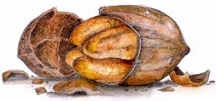 PECANS AND GOOD HEALTH A REVIEW OF THE RESEARCH Following are highlights of several research studies, followed by general recent nutrition policies and guidelines that demonstrate that nuts (and