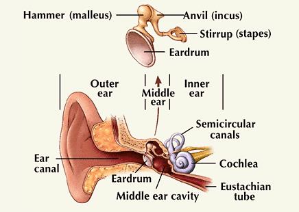 The Ear is a