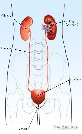 Plan of the lecture The importance(value) of a human kidney Urinary system diseases syndromes (urinary syndrome, nephrotic syndrome, nephritic syndrome, urinary tract obstruction syndrome,
