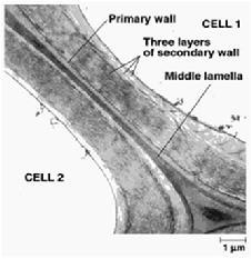 6. Ca Deficiency Calcium is commonly the major cation of the middle lamella of cell wall, of which calcium pectate is the major constituent.