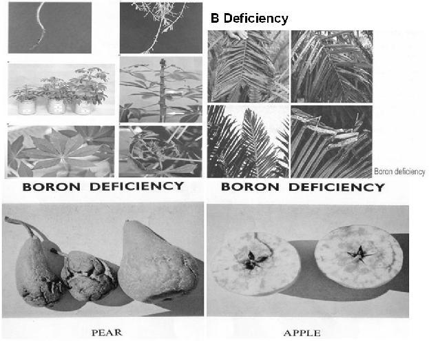 11. B Deficiency Primary functions of B in plants are related to cell wall formation and reproductive tissue.