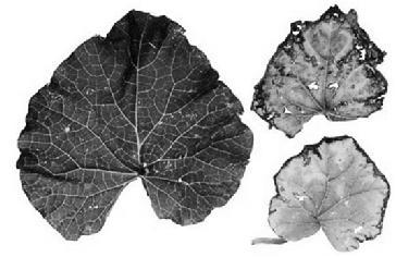 Cl deficiency Plants require relatively high chlorine concentration in their tissues for leaf turgor and photosynthesis.