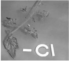 inland areas. The most common symptoms of chlorine deficiency are chlorosis and wilting of the young leaves.