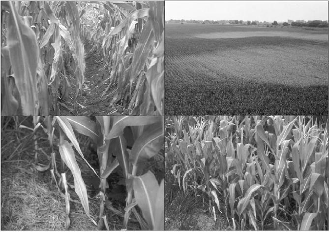 Nitrogen deficiency in corn Iowa State University 2.
