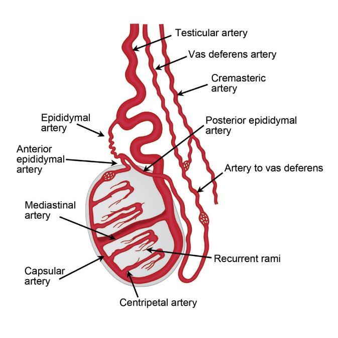 Vascular Anatomy The arterial supply to the epididymis and the testis is supplied by the: Epididymal artery, a branch of the testicular artery Deferential artery, a branch of the superior vesicle