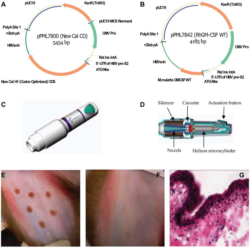 Figure 1. Particle-mediated DNA vaccine delivery into the epidermis of rhesus macaques using the disposable commercial prototype ND10 device.