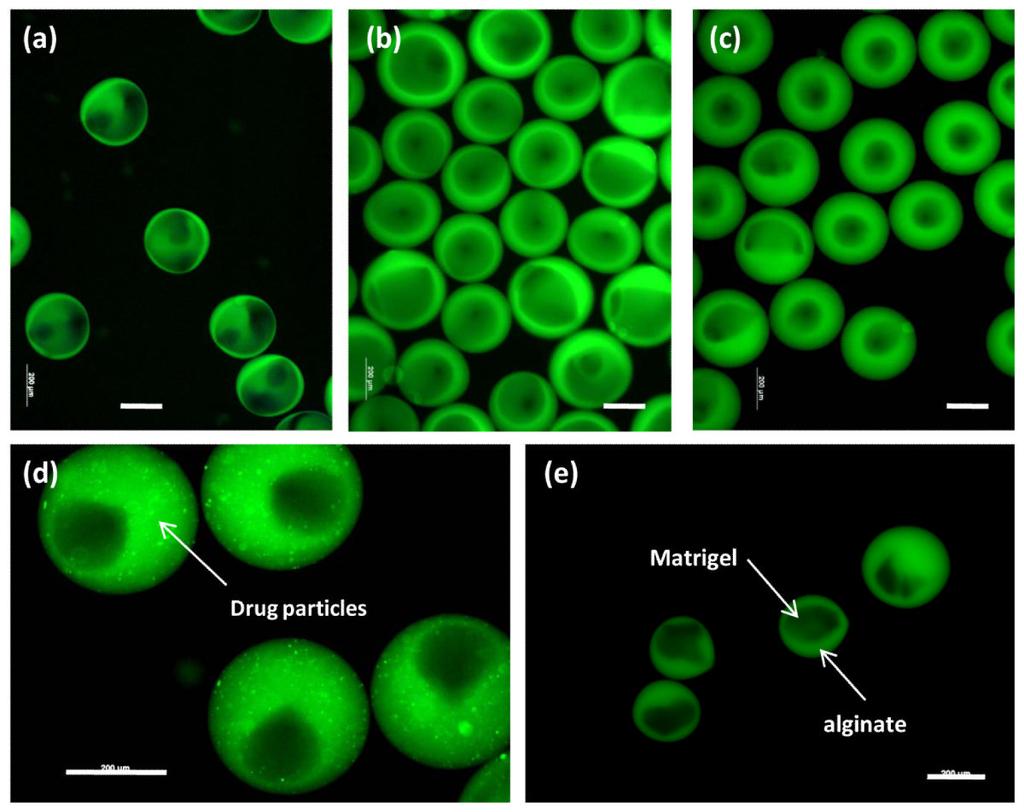 Ma et al. Page 10 Figure 2. Hydrogel microcapsules with core-shell structures. The shell is an alginate partially modified with FITC, while the core is unlabeled alginate or Matrigel.