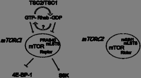 Figures Figure 1. mtor is active in one of two complexes.
