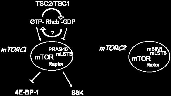 In mtorc1, mtor associates with mlst8/gβl, raptor and PRAS40, and is sensitive to